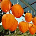 �L�c�L�ד�