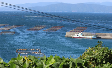 �y���E�匎�C�Y