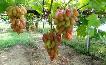 �ό��_������͂���