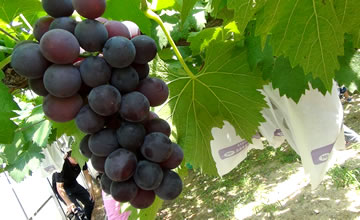 �ό��_������͂���